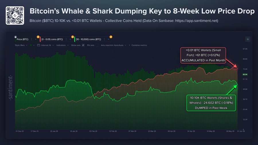 Bitcoin Whales Dump 24,602 BTC, Adding Pressure on the Market